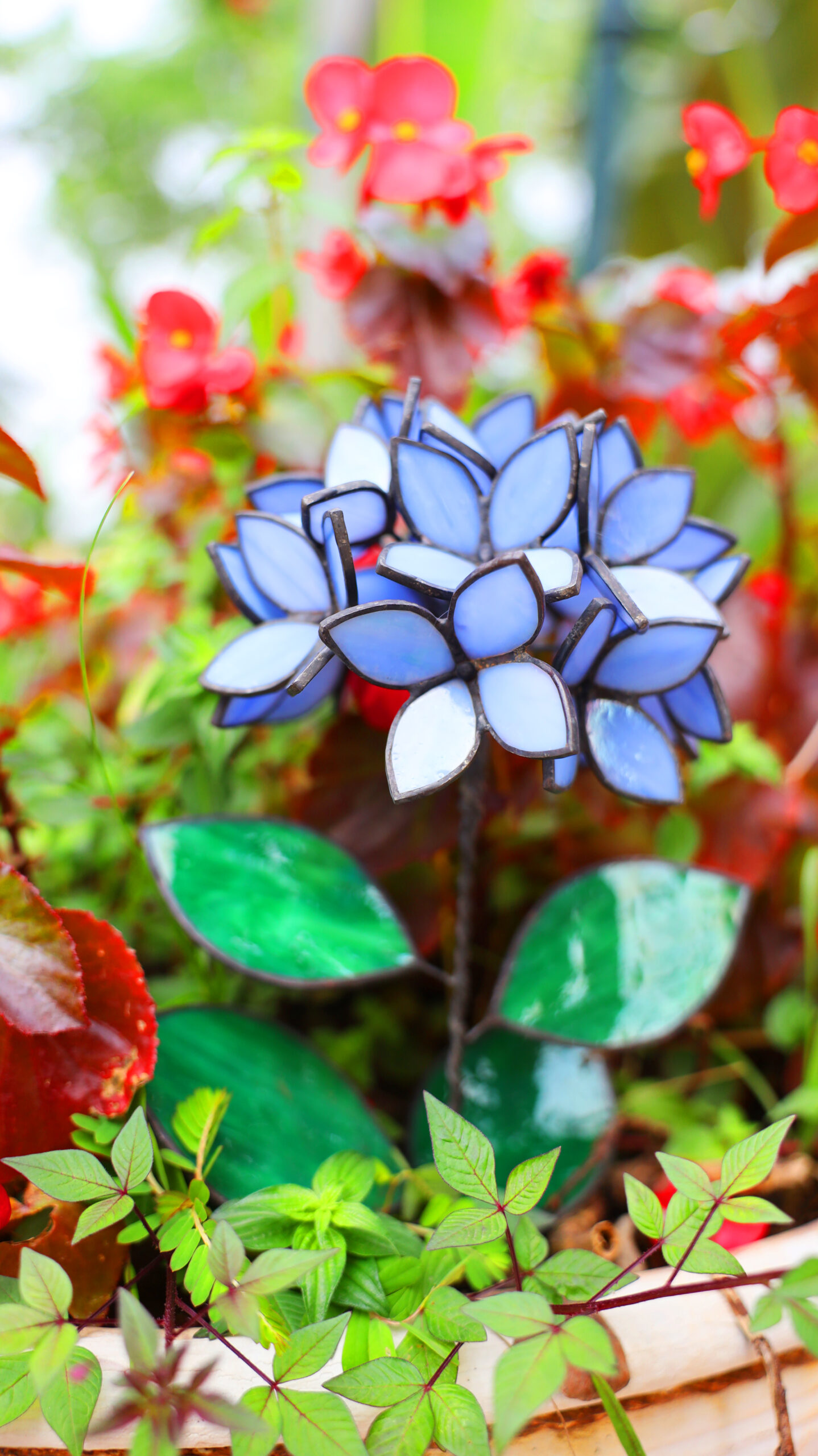 Blue Stained Glass Hydrangea