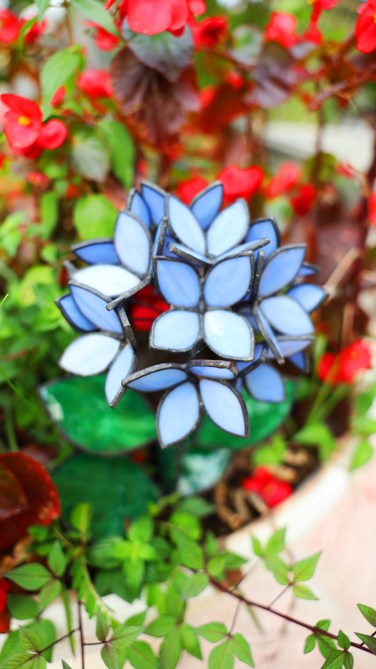 Blue Stained Glass Hydrangea
