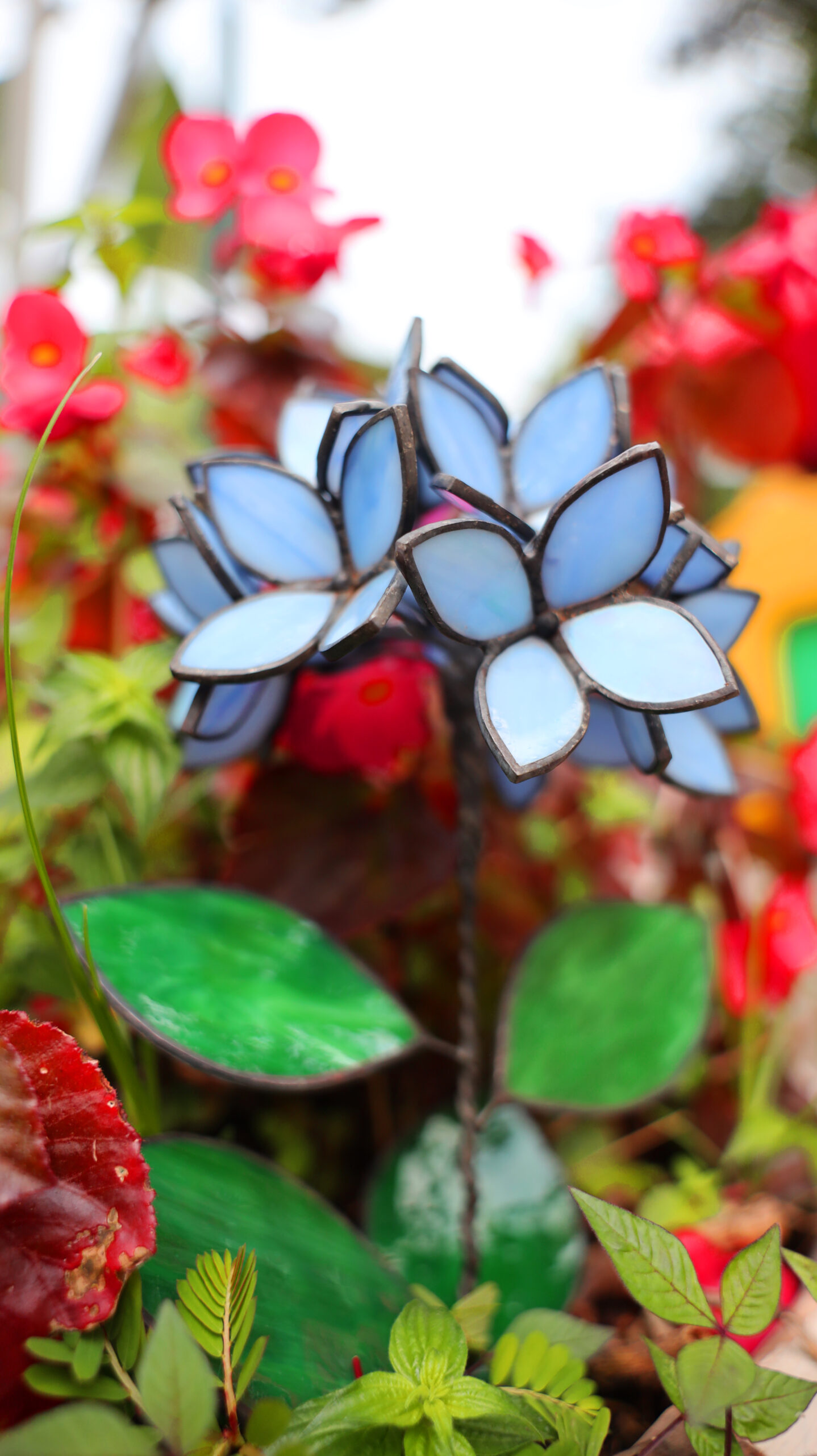 Blue Stained Glass Hydrangea