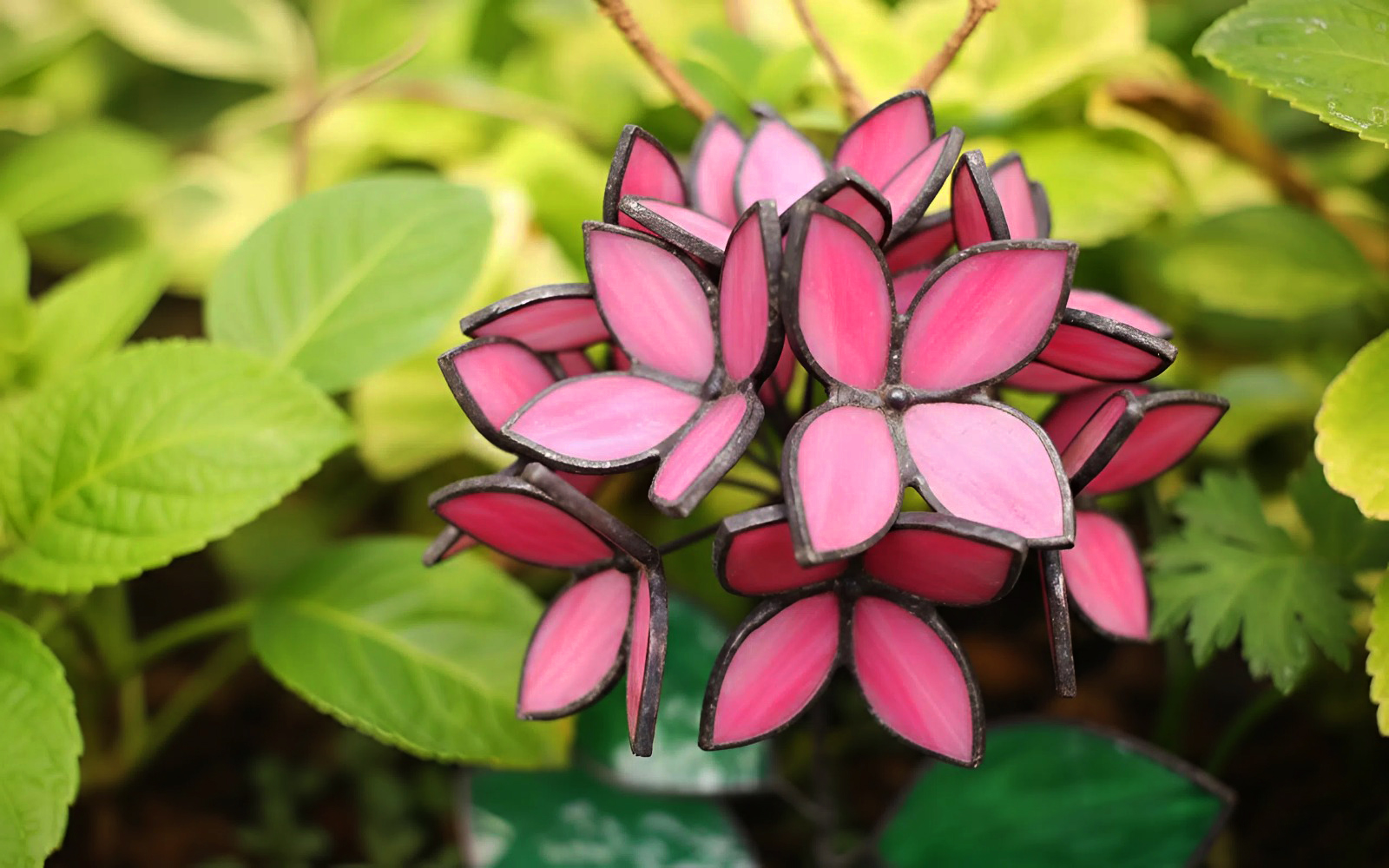 Pink Stained Glass Hydrangea